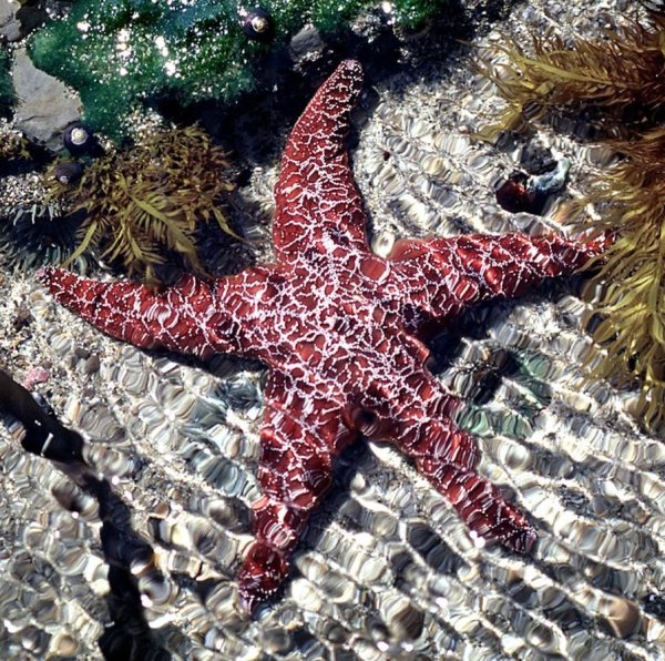 Бентос морская звезда
