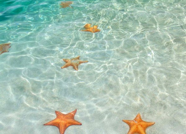Starfish Beach Панама