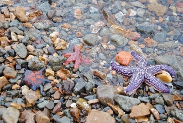Морская звезда на берегу