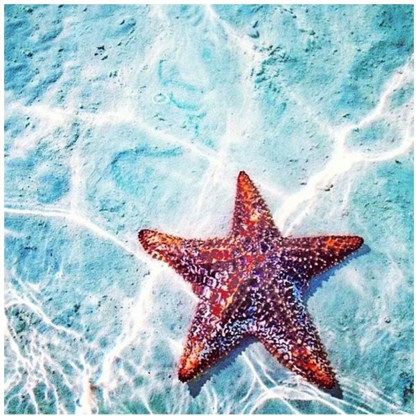 Кораллы это иглокожие