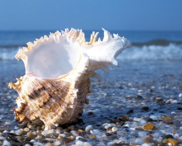 Морская Ракушка Витязево
