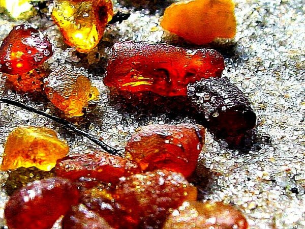 Балтийского моря янтарь янтаря