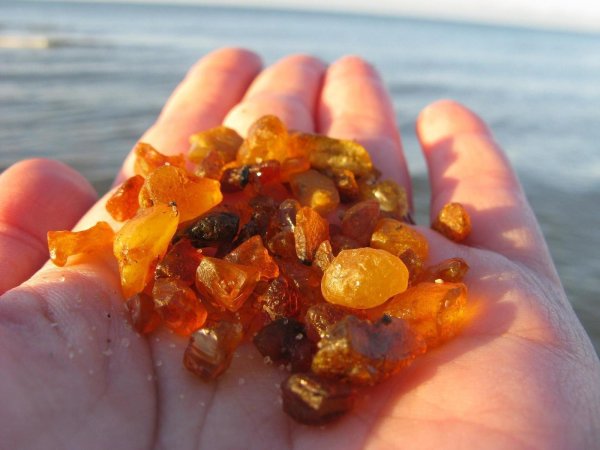 Янтарь на берегу Балтийского моря в Калининграде