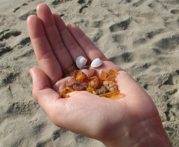 Куршская коса Калининград янтарь