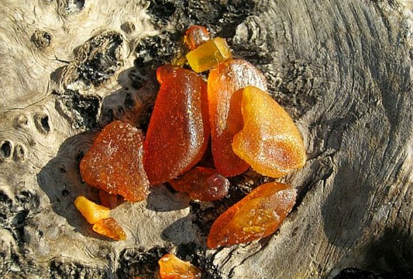 Солнечный камень янтарь Калининград