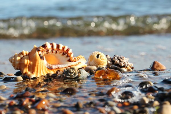 Янтарный берег Калининград