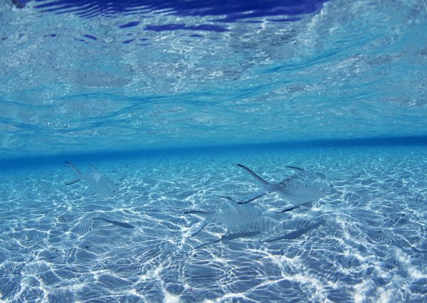 Прозрачная вода в океане