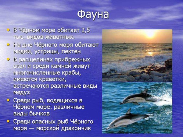 Интересные факты о черном море