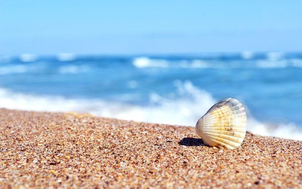 Seashell Витязево
