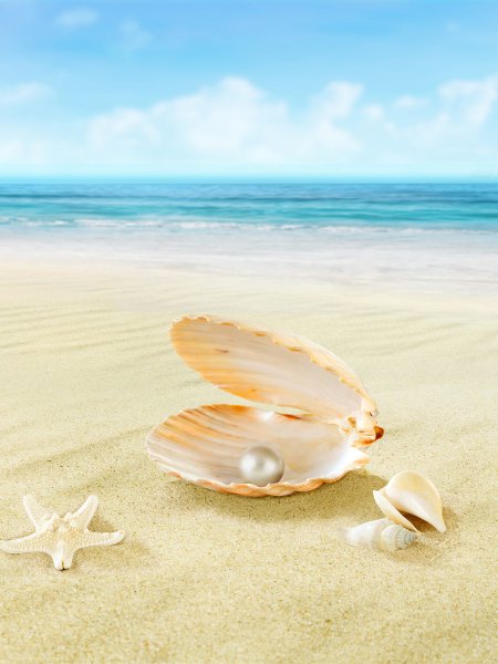 Ракушки на пляже