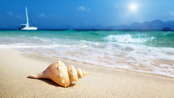 Море ракушки