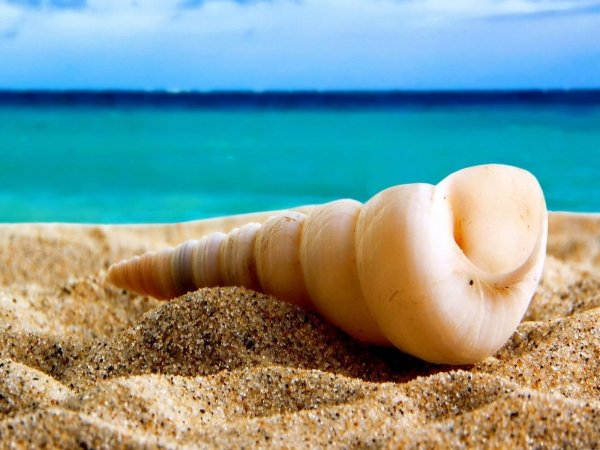 Ракушки на пляже