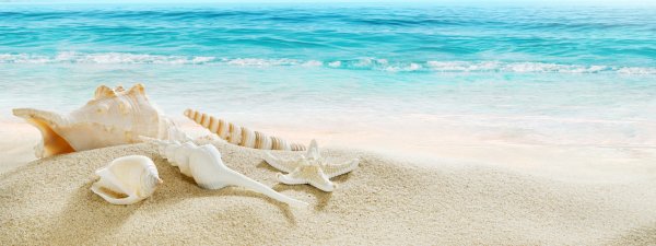 Ракушки на пляже