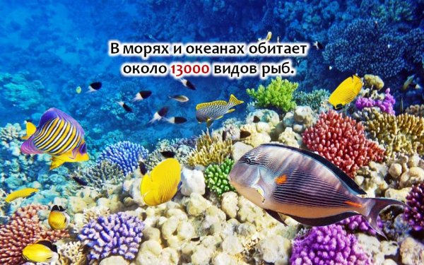 Европейский день моря