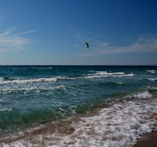 Море черники