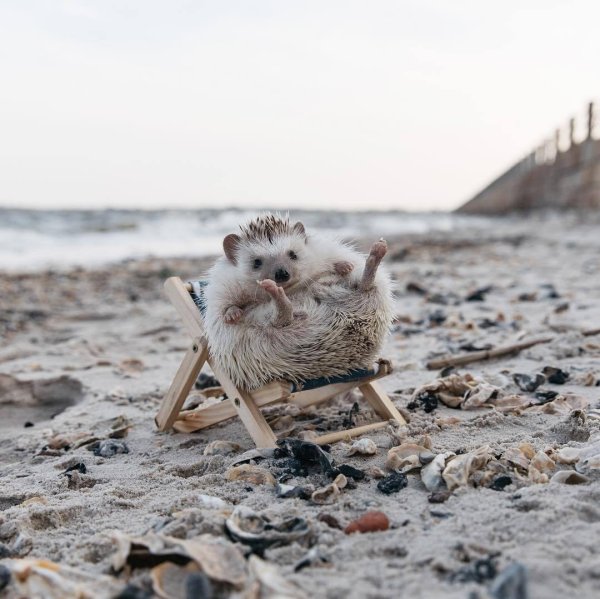 Ежик на море