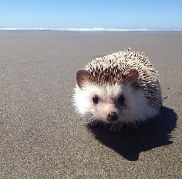 Еж на пляже