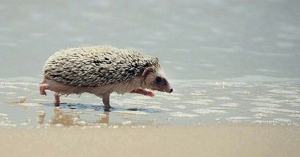 Ежик на море