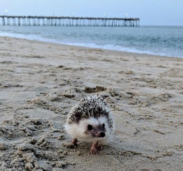 Ежик на пляже