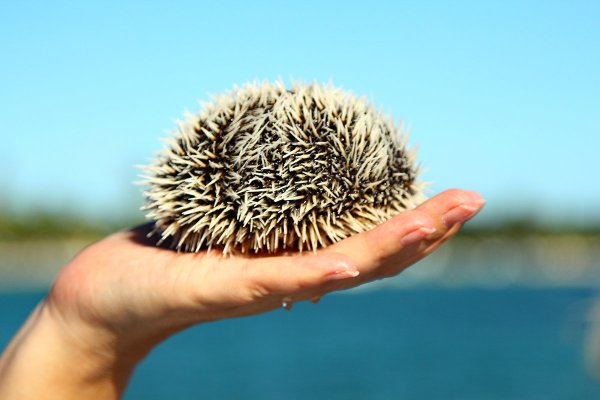 Морской Ежик на пляже