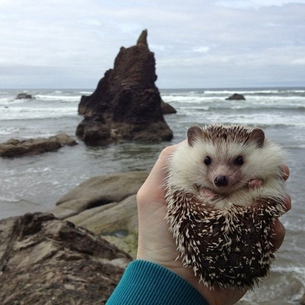 Ежик-путешественник по имени Бидди