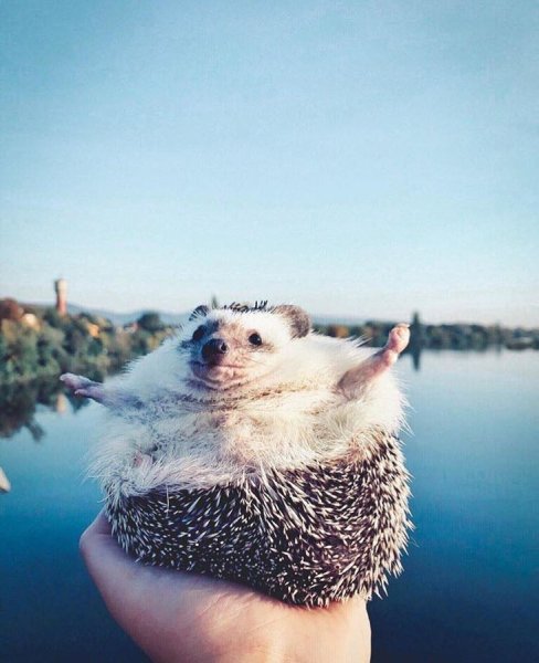 Еж путешественник Инстаграм