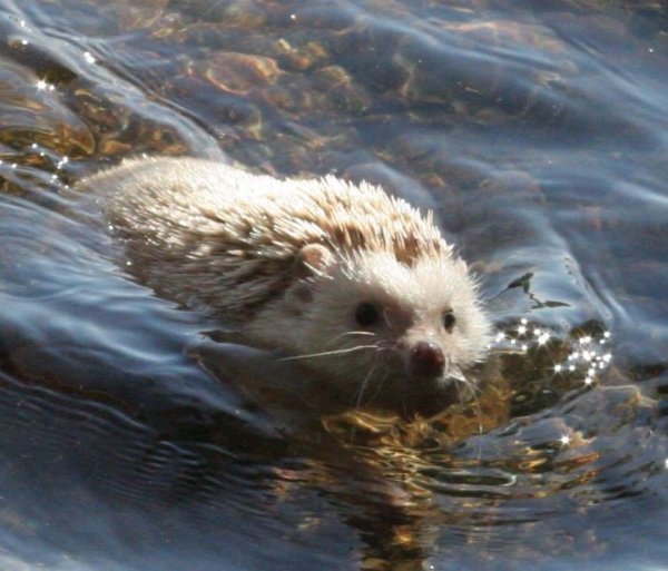 Ежик плывет