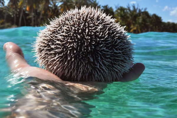 Многоиглый морской еж