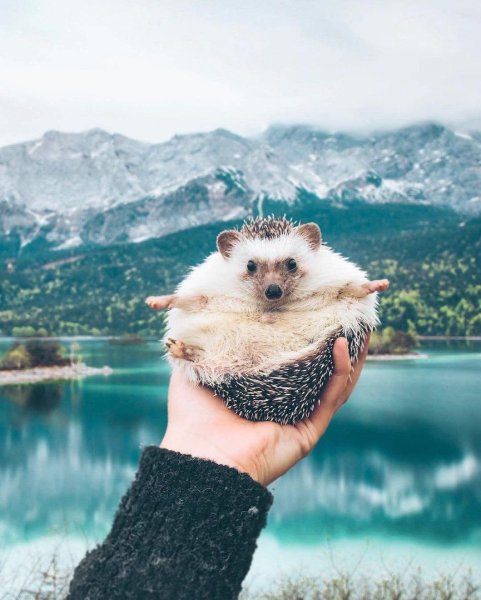 Mr.Pokee очаровательный ёж-путешественник