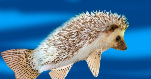 Морской Йож