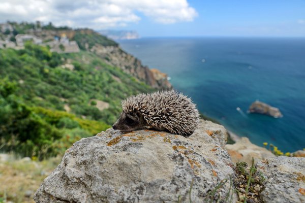 Фауна ЮБК Крыма