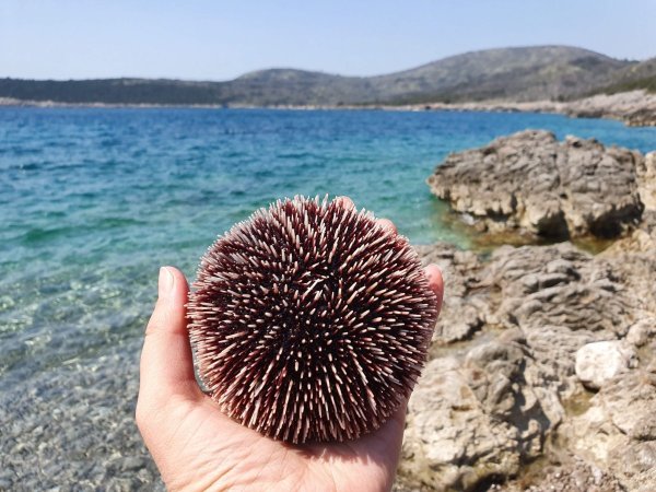 Морской еж Адриатическое море