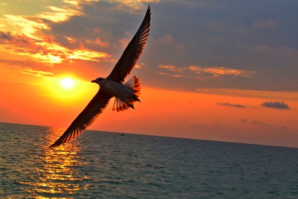 Орел над морем