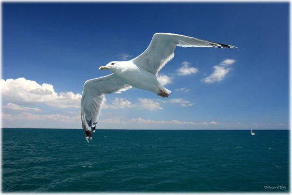 Чайка летит над морем