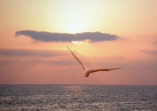 Чайки над морем