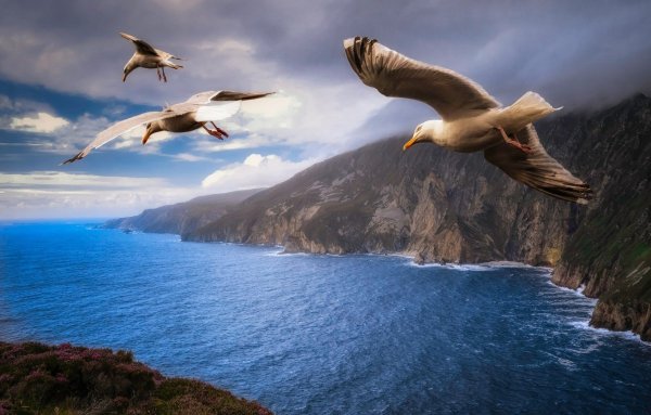 Птицы летающие над морем