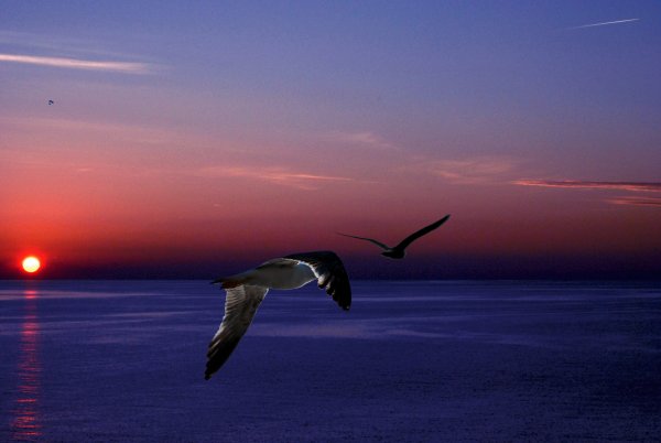 Птицы над океаном