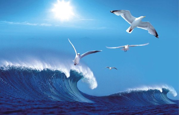 Чайки разбиваются о скалы