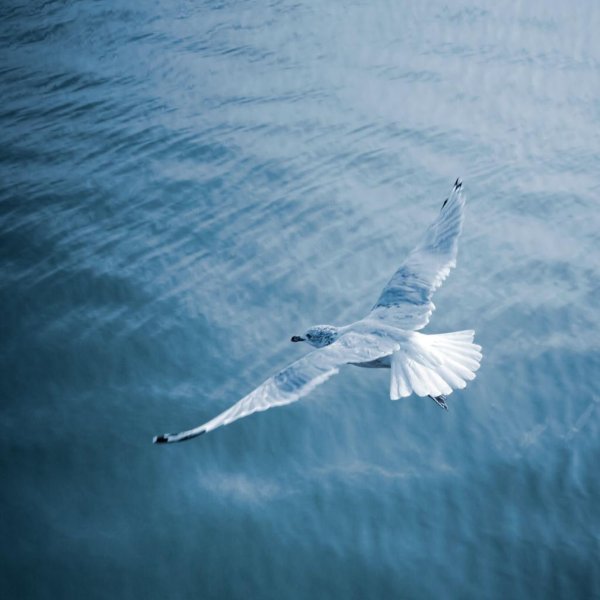 Свобода море