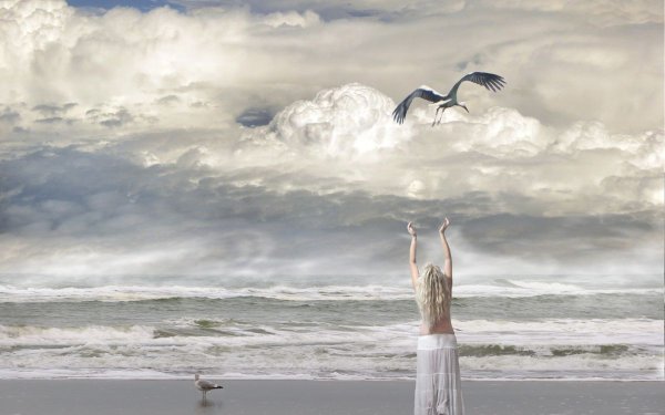 Буревестник в небе