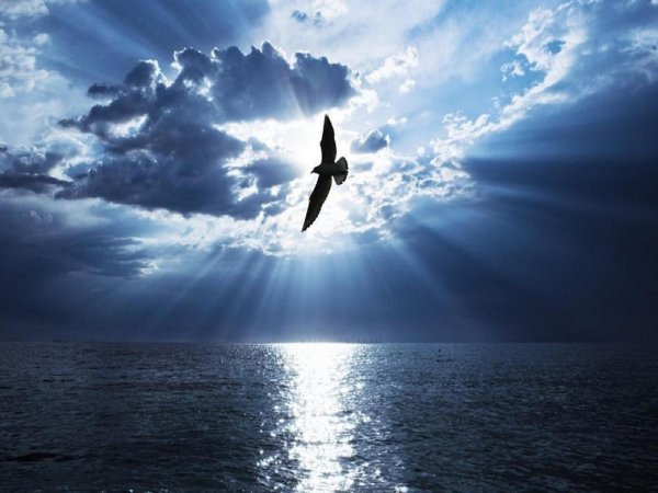 Птица взлетает