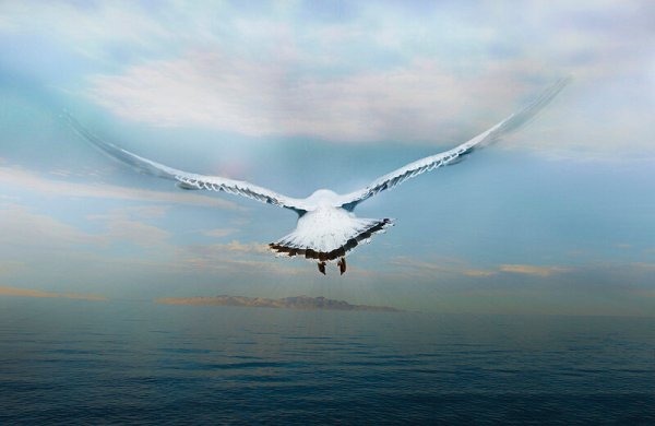 Две птицы в небе