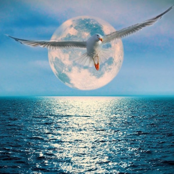 Чайка по имени Джонатан Ливингстон фильм