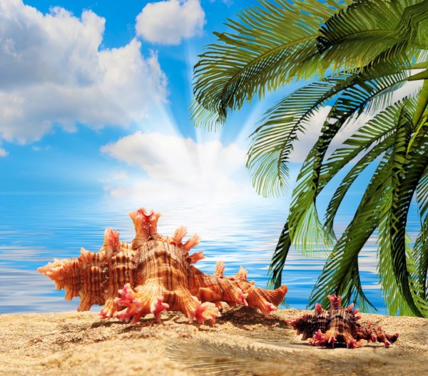 Море ракушки пальмы