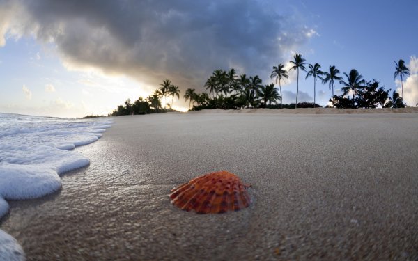 Пальмы ракушки