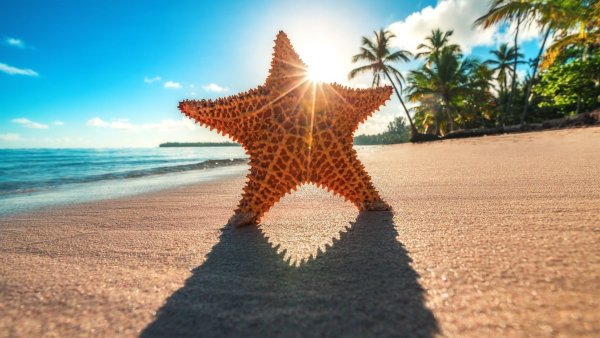 Море ракушки