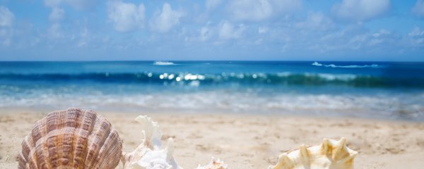 Ракушки на пляже