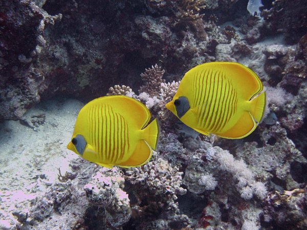 Рыбы красного моря