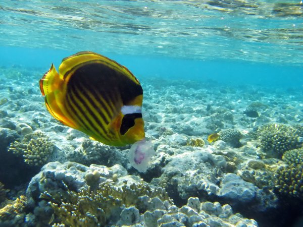 Рыба бабочка красное море