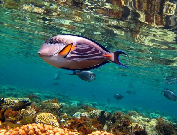 Рыба хирург красного моря Шарм-Эль-Шейх